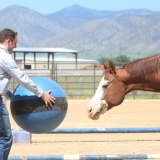 آماده سازی اولیه اسب ها جهت انجام حرکت های ارتباطی