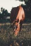 تأثیر تمرینات فیزیکی جانبی بر بهبود سوارکاری: مطالعه‌ای در باشگاه سوارکاری  اسب و طبیعت